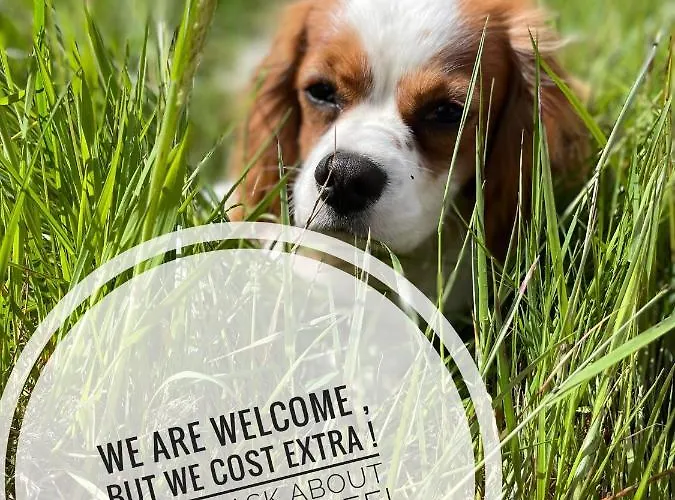 Stepping Stones Glamping 'the Olive' Holiday home *